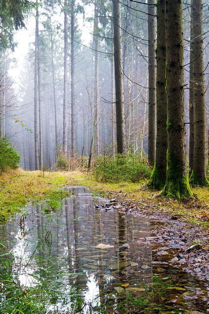 Puddle Forest Trees Free Photo On Pixabay Pixabay