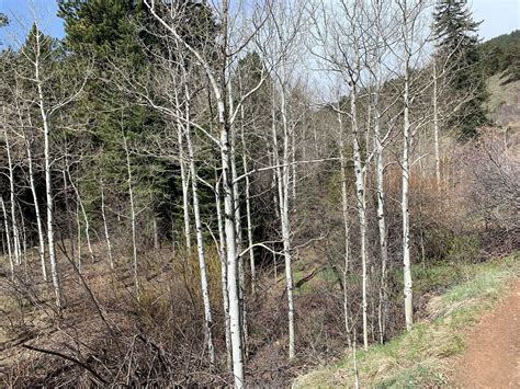 Burro Loop Trail - Colorado | AllTrails