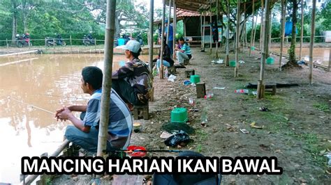 Mancing Harian Bawal Mancing Bawal Empang Harian Youtube