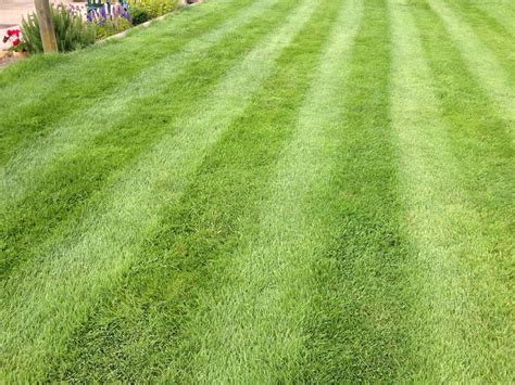 Getting Ready For Spring Lawn Care | Lawn Care Guide- Luxury Lawns