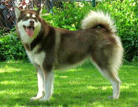 Filered White Alaskan Malamute Female Wikipedia