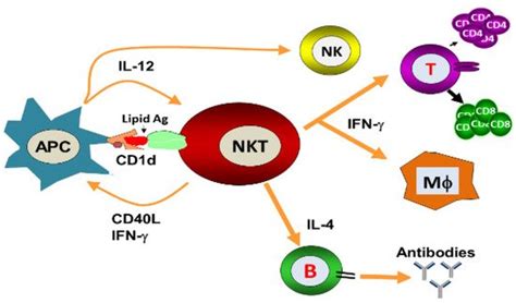 Nkt Cells Encyclopedia Mdpi