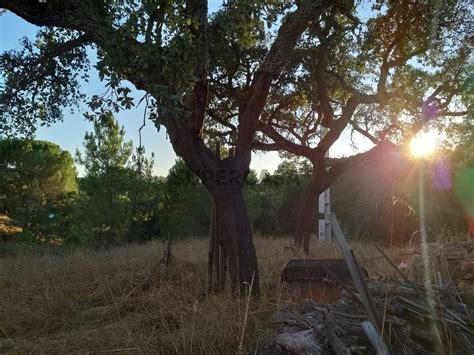 Quintas E Casas R Sticas Quinta T Venda Em Coruche Fajarda E Erra