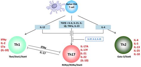 Differentiation Of Effector T Helper Subsets After Activation By