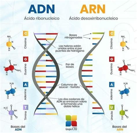 Escriba La Base Complementaria Para El Adn Y Arn De La Siguiente