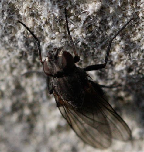 Diptera Info Discussion Forum Muscidae Id Belgium