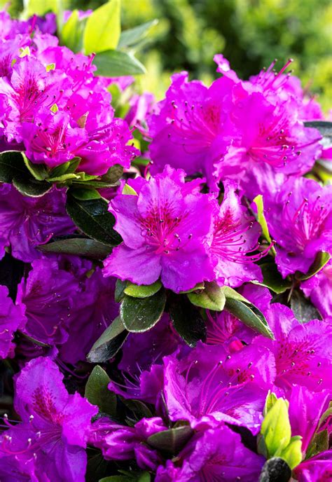 Azalea Evergreen Konigstein Purple Litre Stewarts Garden Centre