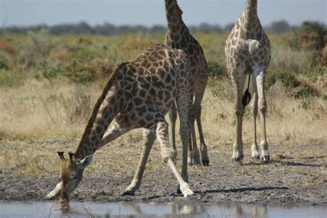 The Only Inland Delta In Africa, Okavango Delta 5 Nights 6 Days Luxury ...