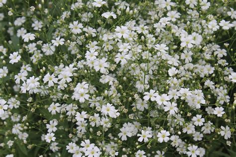 Baby's Breath Seeds - Grown in Nova Scotia Canada — Annapolis Seeds