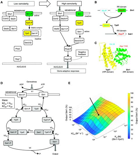 Osmostress Signaling Mediated By The Sln1 Hog1 Branch And Stochastic