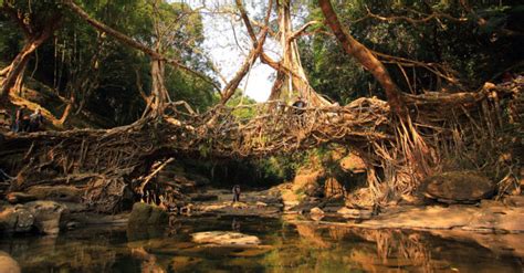 Living Root Bridge Of Meghalaya, Root Bridge in North East | Purvi Discovery