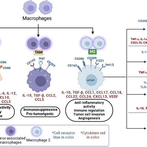 The Role Of Macrophages In Tumor Growth And Progression Macrophages