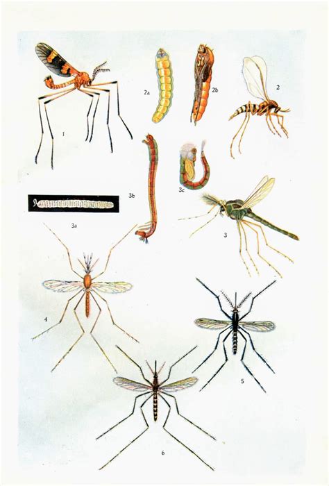 Mosquitoes and Mauve: a story of scientific discovery and the British