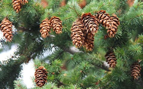 Sapin épicéa pin quelles différences Holiday decor Leaves