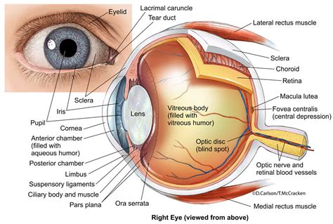 Eye Anatomy 2 Illustration | Carlson Stock Art