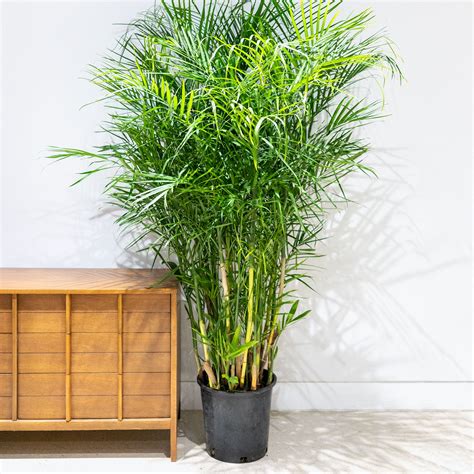 Bamboo Palm Chamaedorea Seifrizii House Plants Delivery Toronto