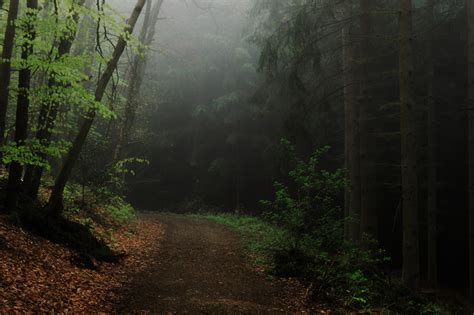 Wallpaper Sunlight Trees Nature Green Morning Mist Wilderness