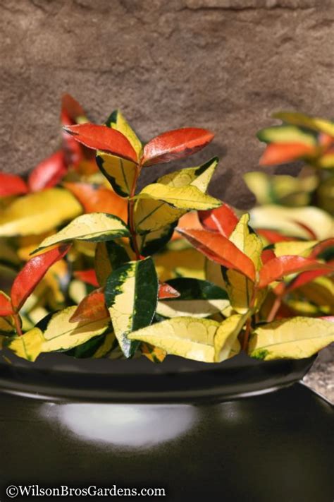 Buy Summer Sunset Jasmine Wilson Bros Gardens Free Shipping 1