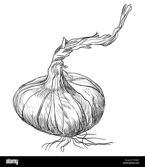 Hand Drawn Vegetable Onion Vector Monochrome Illustration Isolated On