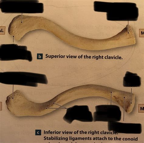 Superior And Inferior View Of Clavicle Diagram Quizlet