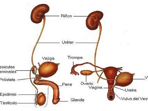 Fisiologia De L Aparell Urinari Baamboozle Baamboozle The Most