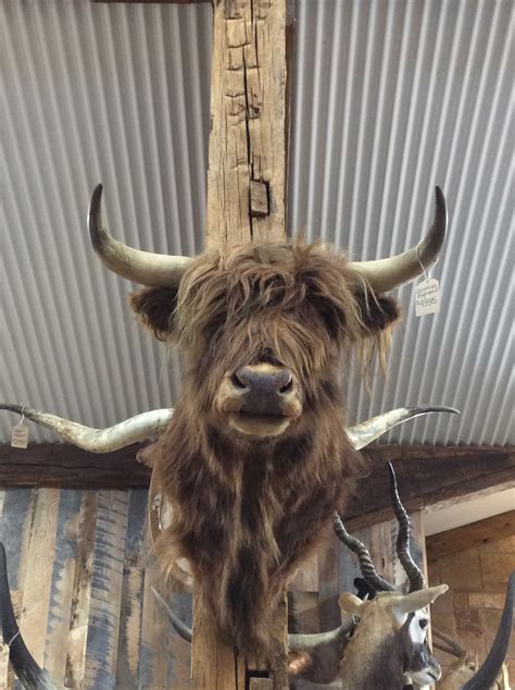 Scottish Highland Mount Yee Haw Ranch Outfitters