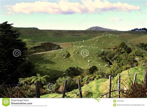 Sheep On Rolling Hills Stock Image Image Of Farm Grass