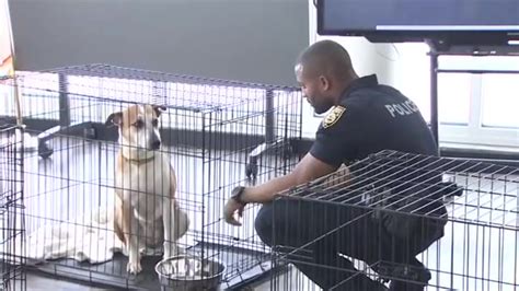 Miami Beach Police, Miami-Dade Animal Services team up for 4th pet ...