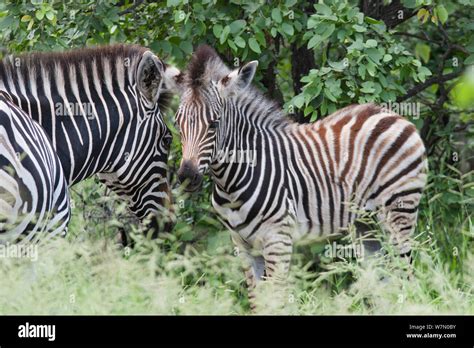 Baby Common Zebra Hi Res Stock Photography And Images Alamy