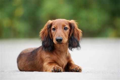 Long Haired Dachshund What To Know About This Stunning Breed