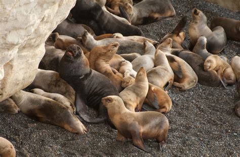 Loberia De Punta Loma Argentina Visi N