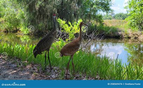 Sandhill Cranes in Florida Wetlands Stock Footage - Video of feed, nature: 258569476