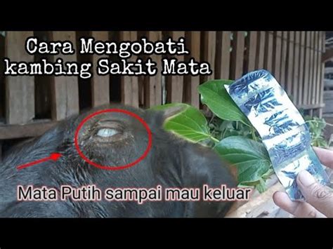 Obat Kambing Sakit Mata Mata Warna Putih Pakdhegiyo Youtube