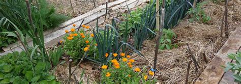 Commencer Un Potager En Permaculture Promesse De Fleurs