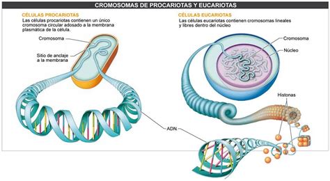 Tama O De Las Celulas Eucariotas Slipingamapa