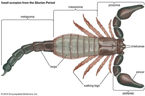 Fossil Scorpion From The Silurian Period Flickr Photo Sharing