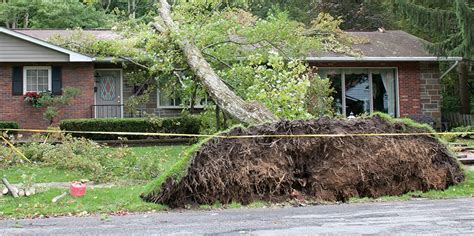 Fallen Tree Removal in Florida: Responsibilities and Guidelines ...