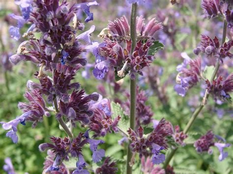 Purple Catnip Flowers 3 by FantasyStock on DeviantArt