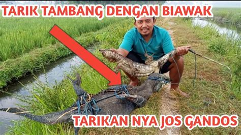 BIAWAK NYA MELAWAN SAAT DI PANCING Monsterair RIBUTBLAKRAANCHANNEL