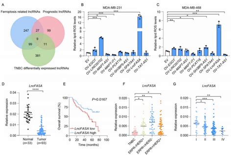 国自然热点：lncrna的分子机制研究方法 知乎