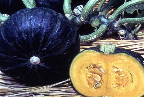 Squash Winter Sweet Mama Bloomfield Garden Center