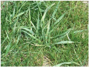 Quackgrass vs. Crabgrass - Weed and Feed Lawn Care