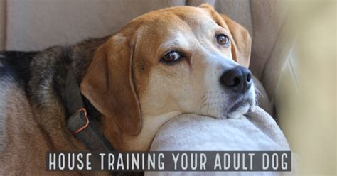 Tips For House Training Your Adult Dog | We Heart Hounds