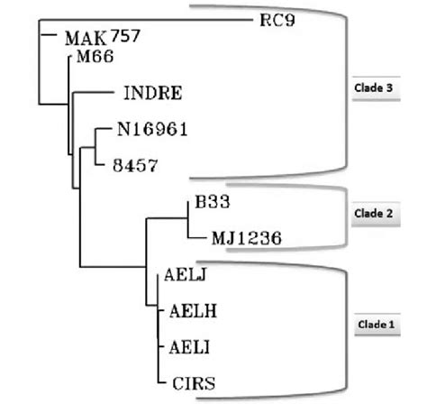 Phylogenetic Tree Constructed Using 225000 Bp Region Of Pathogenicity Download Scientific