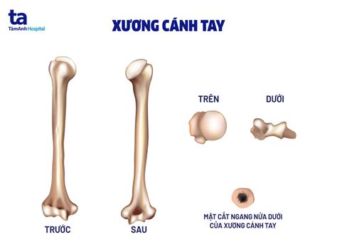 Cấu Tạo Xương Cánh Tay Tìm Hiểu Chi Tiết Giải Phẫu Và Chức Năng