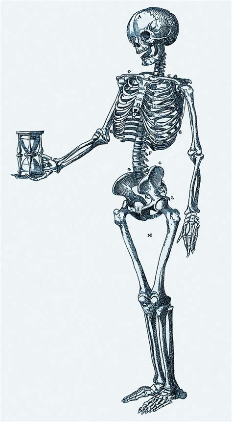 Human Skeleton Photograph By Mehau Kulyk Fine Art America