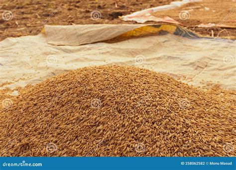 Rice Of Bangladesh Rice Is Threshed In Agricultural Land Stock Photo