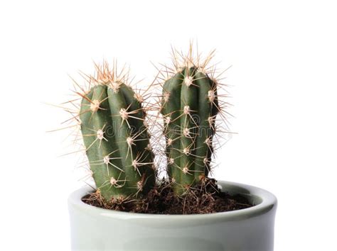 Beautiful Green Cacti In Pot Isolated Stock Photo Image Of Green