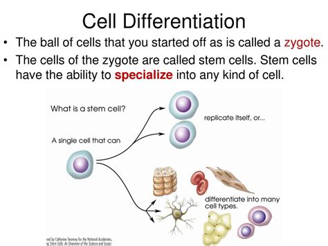 Dna Mutation Dna Mutation I Dna Replication Review Ppt Download