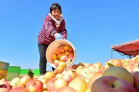 抱团闯市场 共同奔小康——十师推进农民专业合作社发展综述 天山网 新疆新闻门户